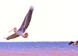 Blonde Routes - Chasing Pelicans on Grand Isle width=