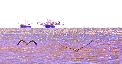Shrimpers and Pelicans